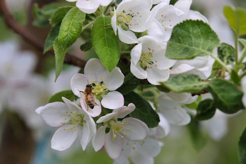 A bee checks out a blossom in the Aurora Golden Gala section at Dempsey Corner Orchards in Aylesford on May 23. Bees have been busy pollinating the flowers, which starts them growing into apples. The 90th edition of the Annapolis Valley Apple Blossom Festival runs from May 29 to June 3. This year’s ambassadors are Herb Townsend, Marion Kennedy and Jane Kalkman. The 90-year-old residents of the Valley will serve as parade marshals on Saturday, June 1.
Jason Malloy