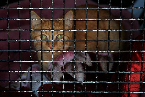 A cat awaits the repatriation with its owner, in a cage in a volunteers van, as the collect animals from homes of wildfire evacuees with the assistance of crews from the DNR, near the command centre in Upper Tantallon May 29, 2023.
TIM KROCHAK PHOTO