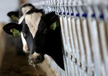 A dairy cow stops to look up while feeding at a dairy farm in Ashland, Ohio, December 12, 2014.