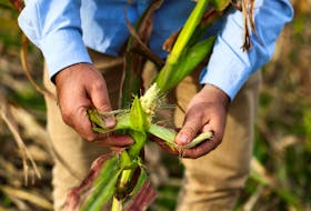 Fernando Flores, entomologist at the National Institute of Agricultural Technology (INTA), checks corn affected by leafhoppers on an INTA'S experimental field, in Marcos Juarez, Cordoba, Argentina April 20, 2024.