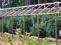 Cannabis grower tends to his plants on his farm in Humboldt County, California, U.S. August 28, 2016. 
