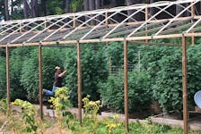 Cannabis grower tends to his plants on his farm in Humboldt County, California, U.S. August 28, 2016. 