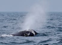 A sperm whale breathes in the sea near Rausu, Hokkaido, Japan, July 1, 2019.