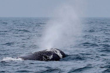 A sperm whale breathes in the sea near Rausu, Hokkaido, Japan, July 1, 2019.