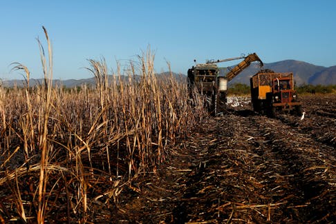 A harvester cuts sugar cane at a plantation in San Cristobal, Cuba, February 25, 2022.