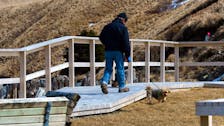 A man walks his two small dogs on a walkway in Ferryland Wednesday afternoon March 27, 2024.

Keith Gosse/The Telegram