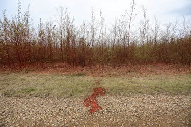 Red fire retardant is seen coating trees on the edges of the evacuated neighbourhood of Beacon Hill two days after a wildfire caused the evacuation of communities on the southern edge of Fort McMurray, Alberta, Canada May 16, 2024.