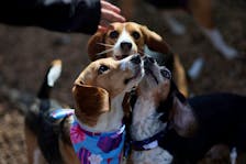 Several beagles vie for a treat, during a reunion of beagles from Envigo, at the Charlottesville Albemarle SPCA in Charlottesville, Virginia, U.S. February 11, 2023.