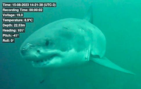 A shark captured on video off Inverness by a remote-operated camera during a ghost gear retrieval project on Aug. 15, 2023. CONTRIBUTED