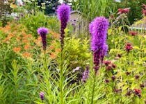 The wand-like flowers of liatris can be purple or white and flower for weeks in mid-summer.