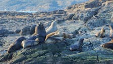 Elephant seals bake on the rocks in Ushuaia, Argentina. In October 2023, a mutated bird flu wiped out more than 17,000 the sea mammals in Argentine Patagoni.