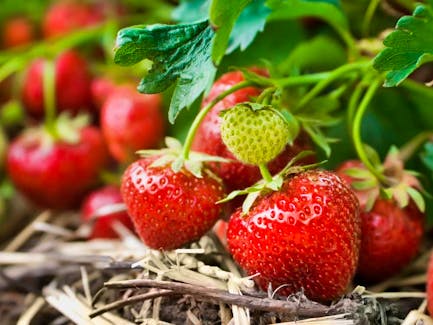 Strawberries are pictured in a field in this file photo.