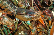 A lobster dealer has been sentenced to five years in prison for a scheme involving the selling of lobsters, which result in lobsters also being unpaid for. TINA COMEAU PHOTO