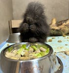 An orphaned baby porcupine sits on a bowl at Hope for Wildlife. The animal rescue and rehabilitation organization has seen a 16-per cent increase so far this year in animals and birds being brought in for help. - Submitted