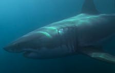 The hour-long documentary "Great White North" debuts on Discovery Channel's Shark Week on July 10. Screenshot from Great White North trailer