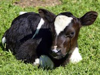 Photo dated 07 May 2003 shows Africa's first cloned cow named Fut (meaning replica or repeat in Zulu ) is on show to the media in the small town of Brits, 65km northwest of Johannesburg. /AFP/)