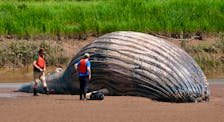A dead humpback whale is examined on the flats of the Stewiacke River near Stewiacke July 4, 2024.

TIM KROCHAK PHOTO