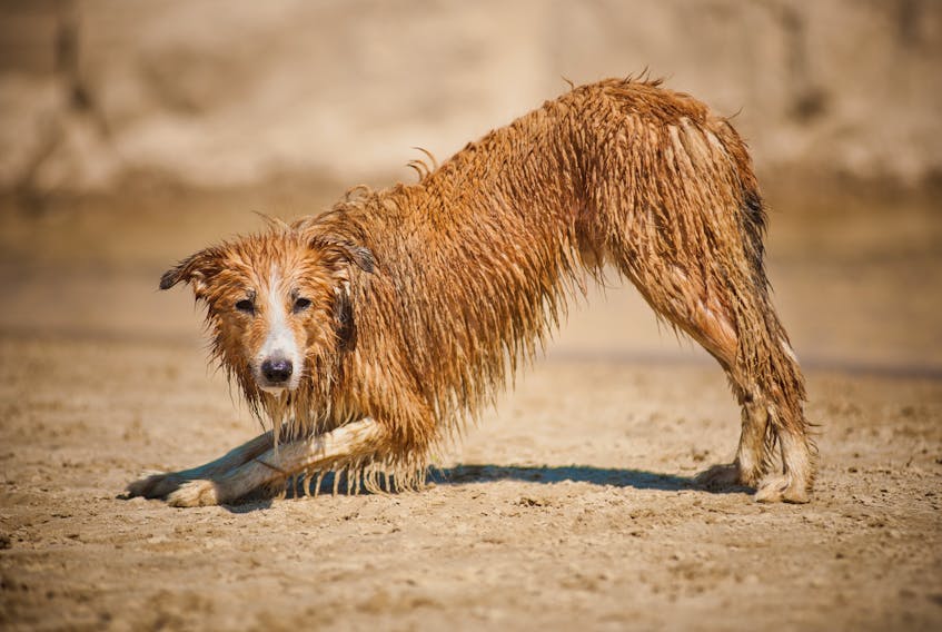 Collie covered in mud.