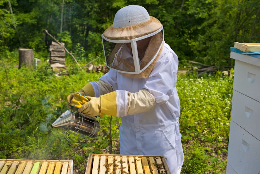 A beekeeper tends to his hives.