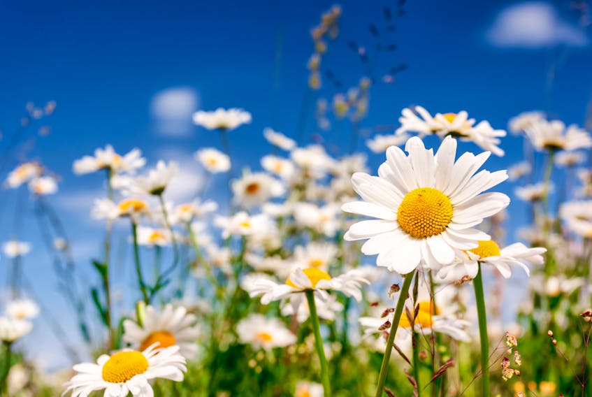 Daisy is the birth-month flower of April and the flower of the fifth wedding anniversary. It symbolizes cheerfulness, innocence, modesty, purity and sympathy.