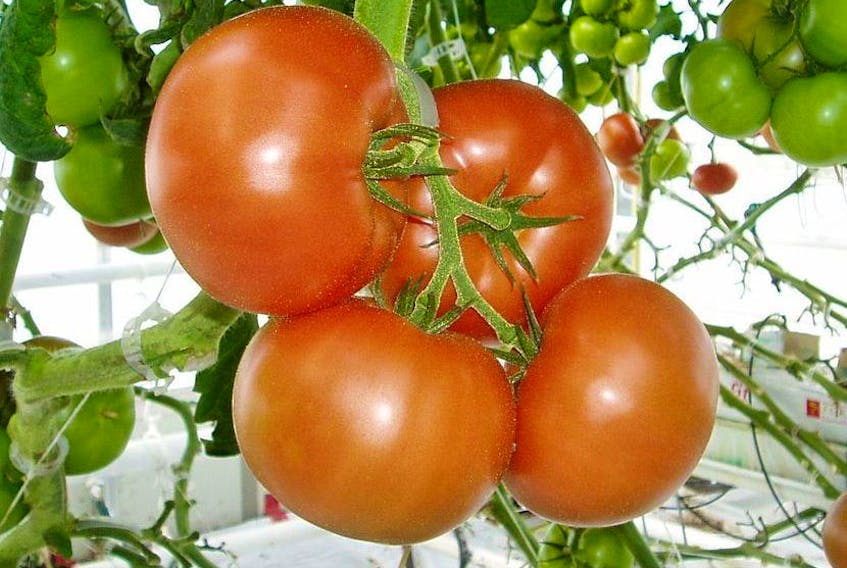 Tomato blight is a fungal problem and requires a variety of steps to prevent.