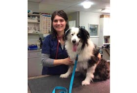 Charlie with his veterinarian, Dr. Megan Wentzell. -Elizabeth Andrews