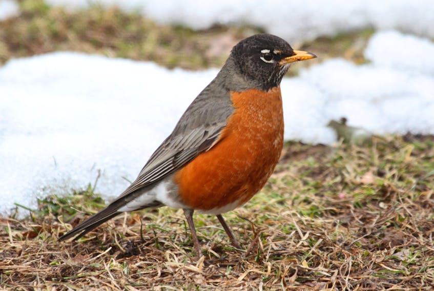 Robins come out of the forest in late winter looking for food.