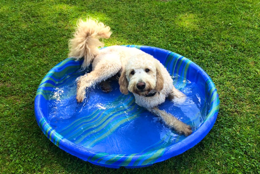 Wrigley the golden doodle not only enjoys having his own pool during the heat of summer, but it’s good for his health, too.