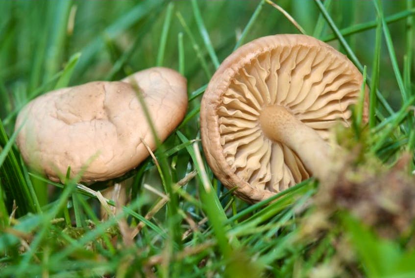 Knock mushrooms down before they release their spores to prevent them from returning to your lawn.