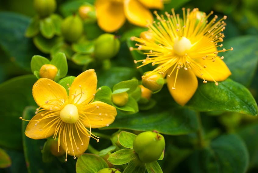 Around St. John’s Day, the perennial herb St. John’s wort blooms. It is a tradition to pluck some on St. John’s Eve.. Alexander Raths