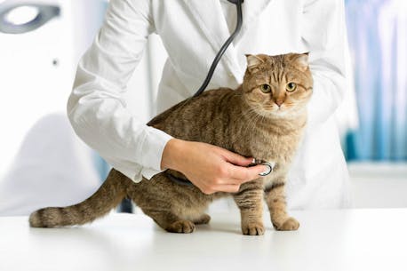 DR. LAURA PERRY: Why is my vet so busy? COVID has created a perfect storm