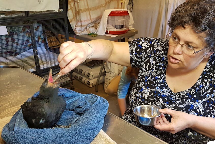Helene Van Doninck feeds one of the young birds at the Cobequid Wildlife Rehabilitation Centre. The veterinarian, who ran the centre, passed after a battle with cancer.
