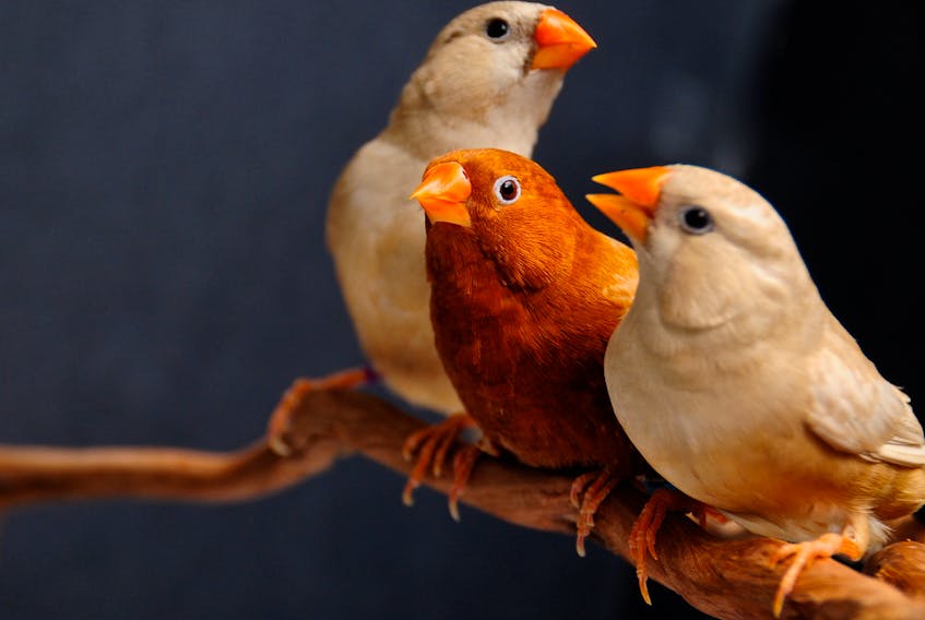 Three finches sit on a perch.