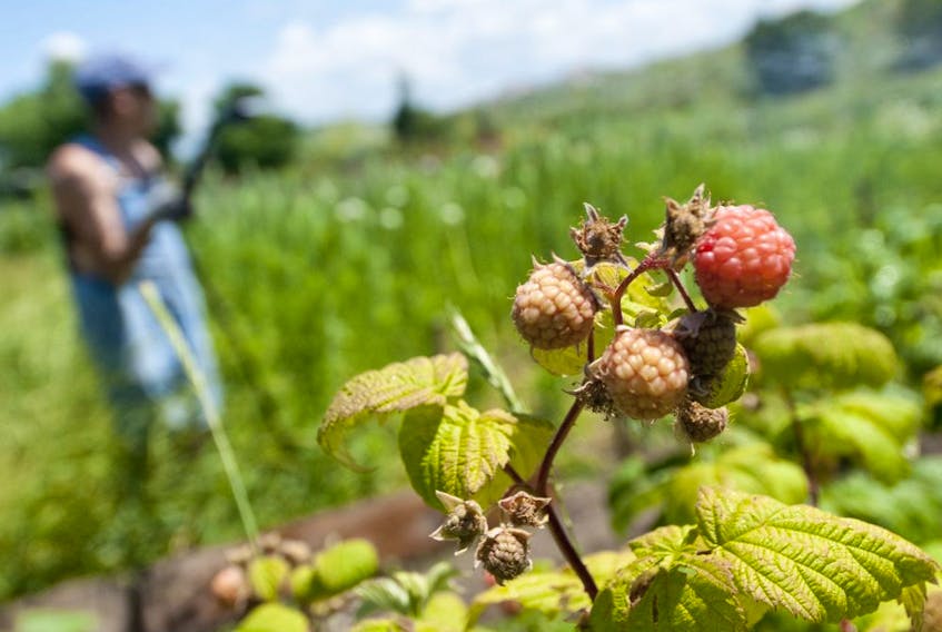 Gerald Filipski recommends inspecting raspberries for signs of insect damage or disease.