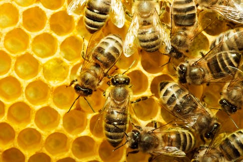 Honey bees.