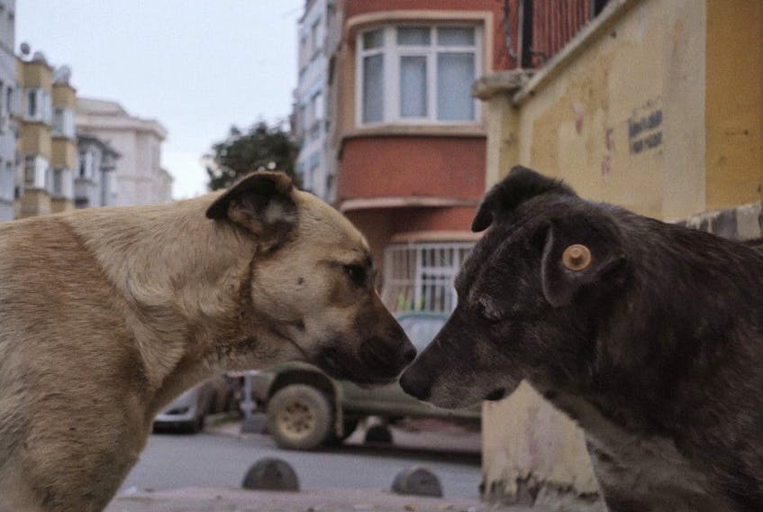 Two dogs share a muzzle-to-muzzle nuzzle in Stray.