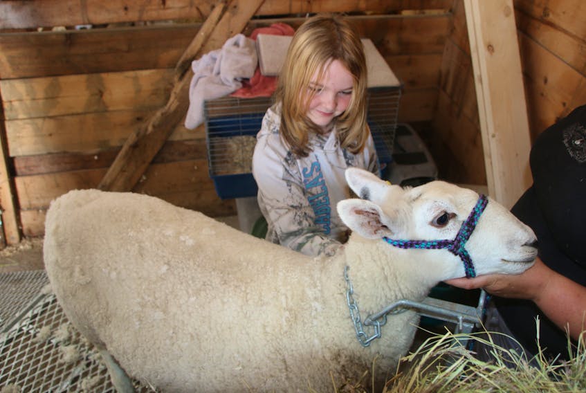 A girl spends time with her sheep during a quiet moment at Exhibition.