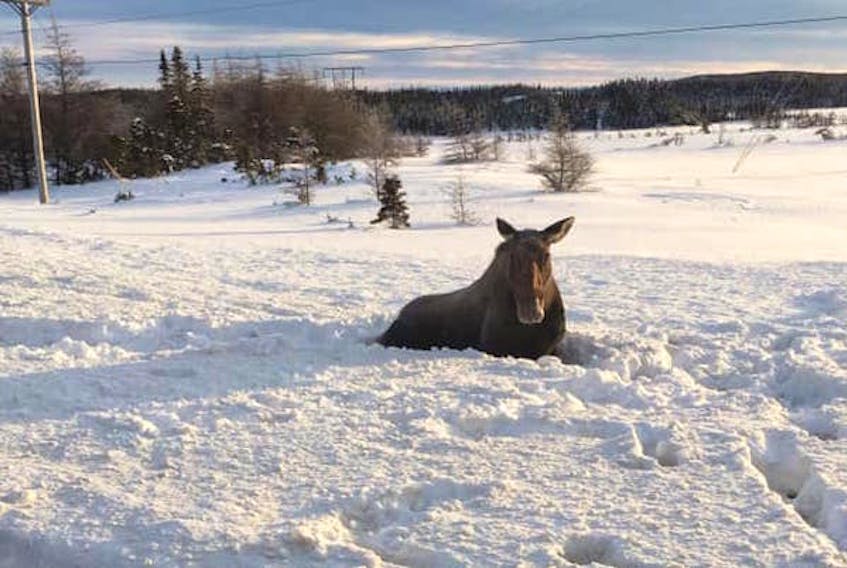 An injured moose spotted near Cook's Harbour branch Friday morning. The cow has since been euthanized by conservation officers. - Photo courtesy of Nancy Diamond