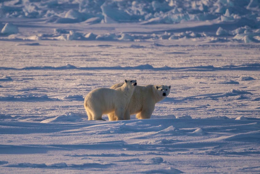 Polar bears near HMCS Harry DeWolf.