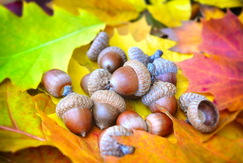 "According to weather lore – and Grandma, of course – if there were lots of acorns on the ground on Michaelmas, there would be snow on the ground before Christmas." Cindy Day