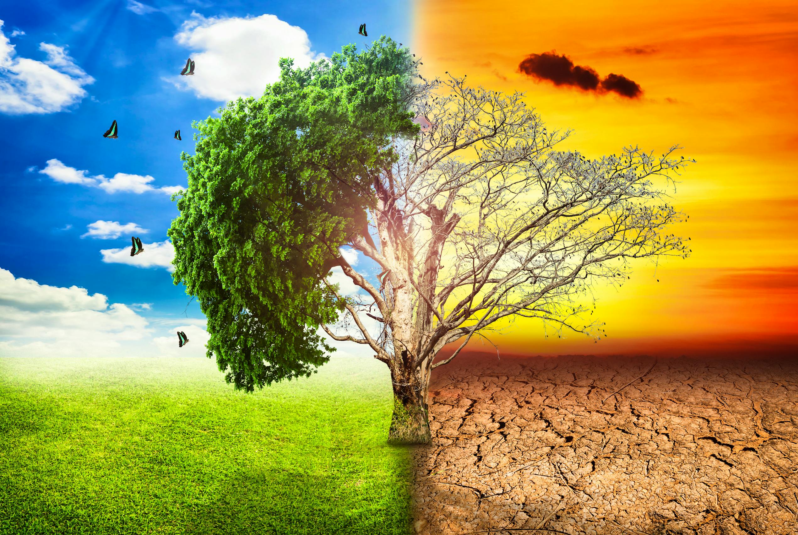 Изменение климата влияние на природу. Природа. Природа деревья. Изменение климата. Дерево экология.