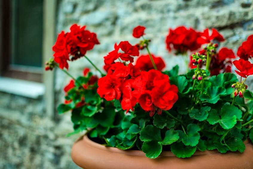 When overwintering annuals such as geraniums indoors, Gerald Filipski recommends pruning them back and providing plenty of water to prevent yellowing.