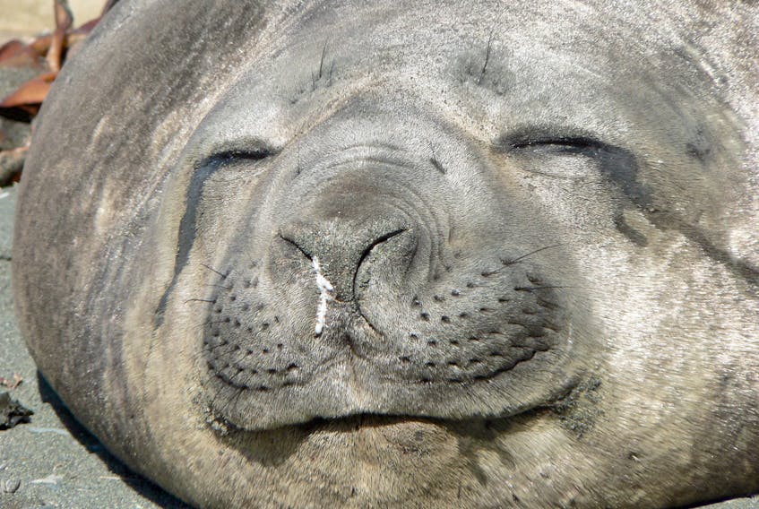 Elephant Seal, Macquarie Island, Australia