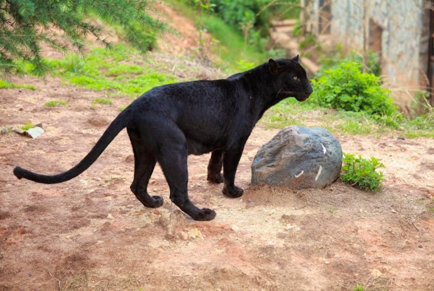 A large black cat similar to this black jaguar was spotted on Glide Brook Road in Deer Lake on Oct. 1