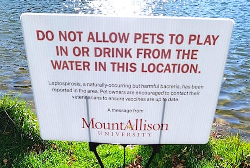 The town of Sackville and Mount Allison University have posted signs at the swan pond, above, and the Sackville Waterfowl Park advising pet owners to avoid those two areas because of a bacteria that could be harmful to dogs.
