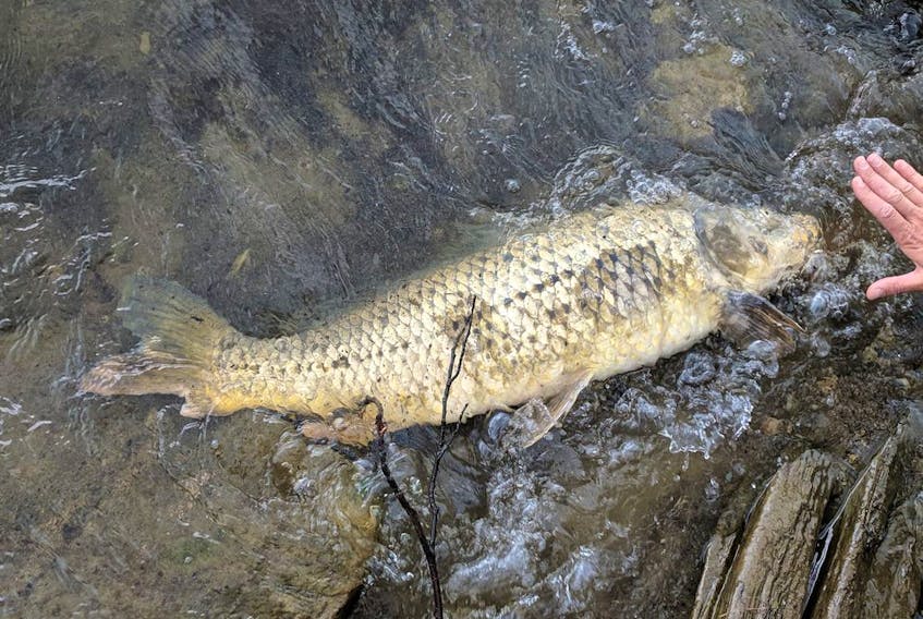An Ottawa Riverkeeper photo of one of the dead fish found in the Ottawa and Lièvre rivers recently.