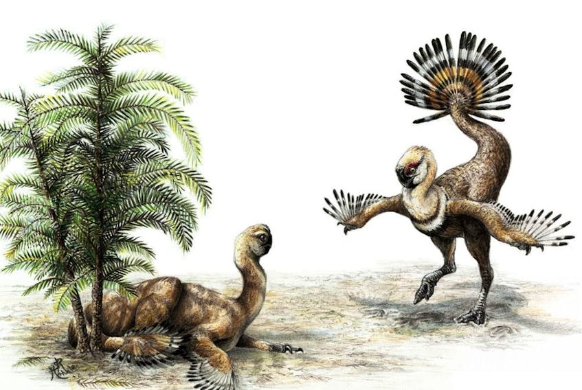 The feathered but flightless dinosaur Khaan. A male struts his stuff and fans his plumage for a watching female. Sydney Mohr/Supplied