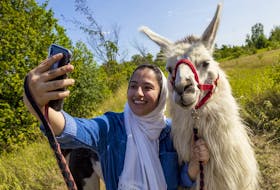 Ashaimwa Alomari takes a selfie with 'Duke' the llama at the Jock River Alpaca &amp; Llama farm in Richmond, Ontario.  August 2, 2019. Errol McGihon/Postmedia