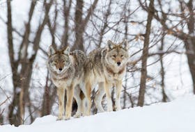 Stock image of coyotes in the snow.