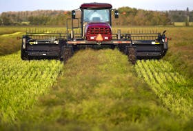 A farmer driving a swather cuts a canola crop, forming them into windrows during harvest in a field near the International Airport in Edmonton, September 4, 2019. Ed Kaiser/Postmedia